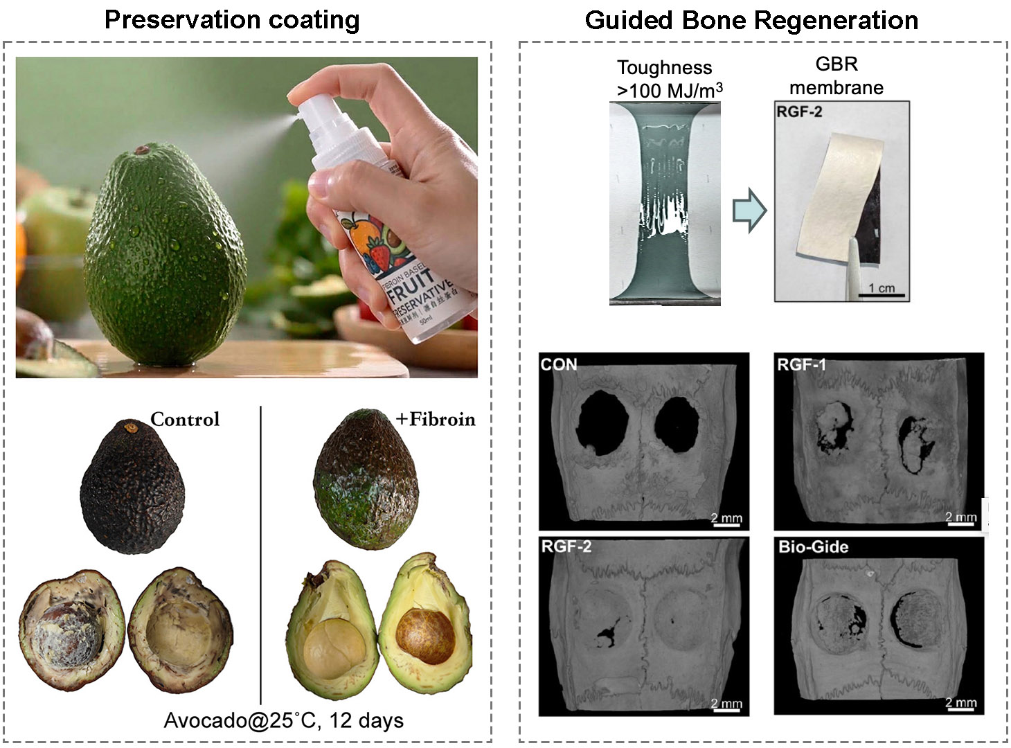 Fibroin preservation coating sprayed on an avocado, with coated fruit still fresh after 12 days at 25 °C, and a fibroin membrane for guided bone regeneration