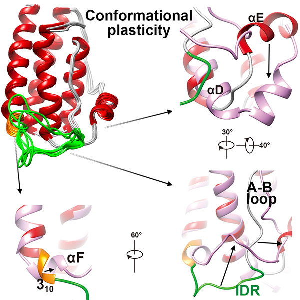 Ribbon diagrams showing the conformational plasticity of human leptin, with helix and loop rearrangements important for receptor recognition