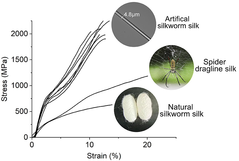 Stress–strain curves showing artificial silkworm silk reaching about 2,000 MPa, compared with natural silkworm silk and spider dragline silk