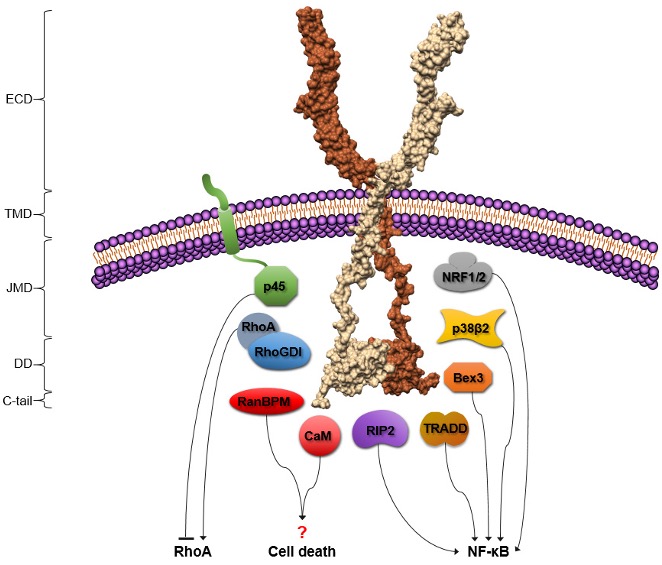 Signaling diagram of the p75 neurotrophin death receptor spanning the cell membrane, with intracellular partners RhoA, RhoGDI, RIP2 and TRADD converging on NF-κB