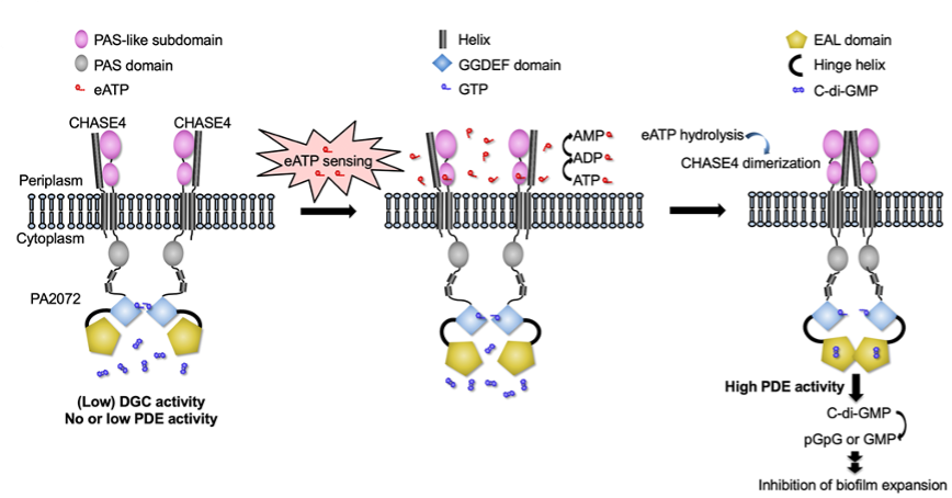 Mechanism diagram of extracellular ATP sensing by the PA2072 purinergic receptor modulating intracellular c-di-GMP signaling