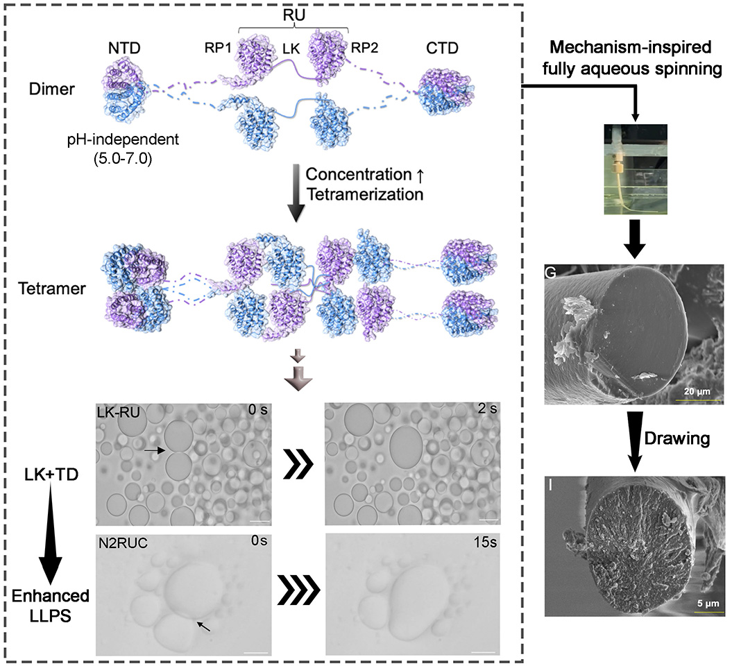 Spidroin dimer-to-tetramer assembly, LLPS droplet formation, mechanism-inspired fully aqueous spinning, and electron micrographs of the resulting artificial silk fibers